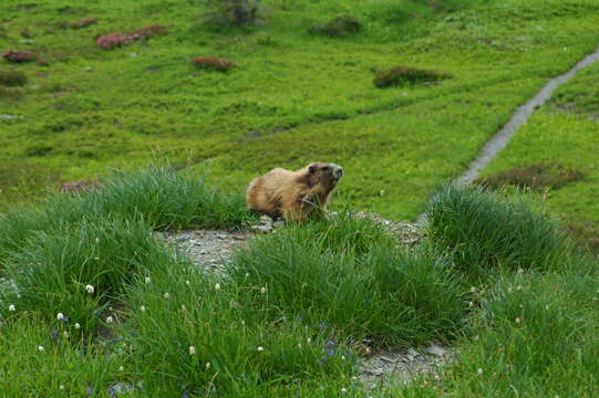 Image of Olympic Marmot