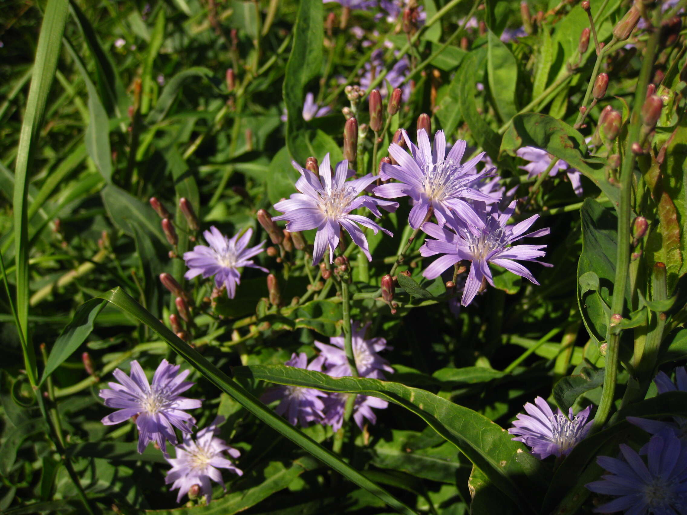 صورة Lactuca tatarica (L.) C. A. Meyer