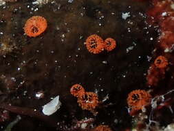 Sivun Cliona rhodensis Rützler & Bromley 1981 kuva