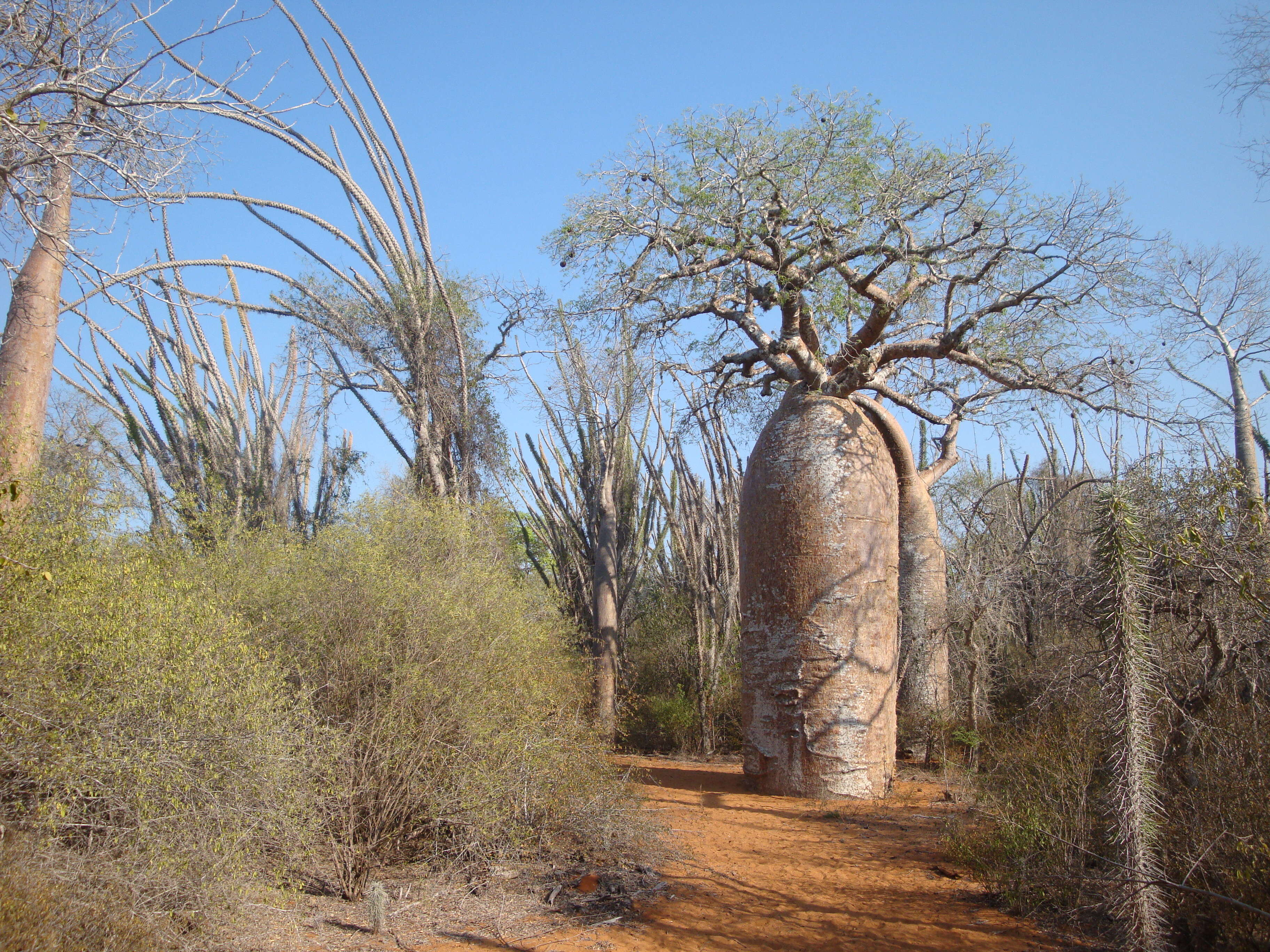 Image of Fony baobab