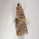 Image of pecan leaf casebearer