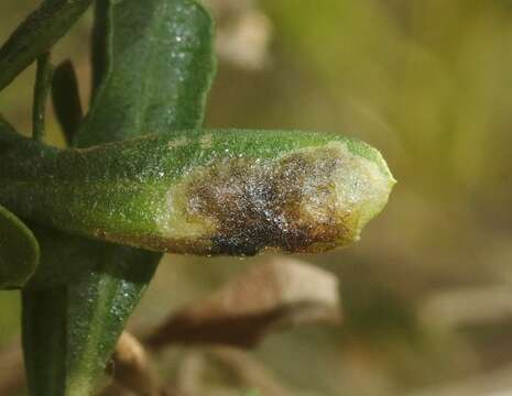 Image of Aster leafminer