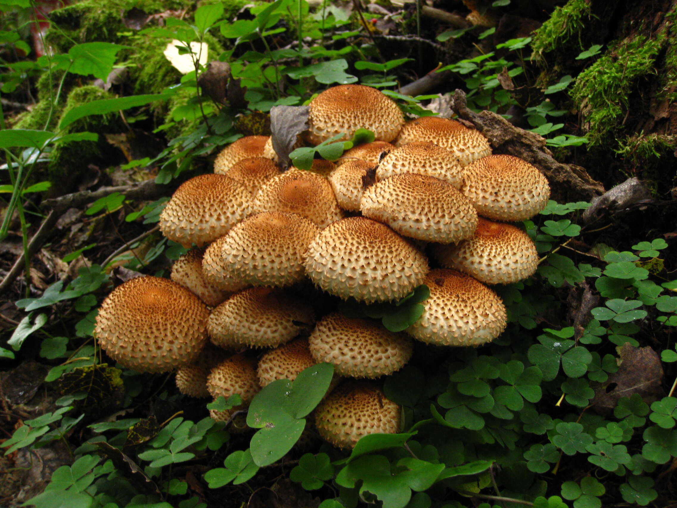 Pholiota squarrosa (Vahl) P. Kumm. 1871 resmi