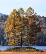 Image of Japanese Larch