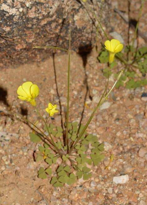 صورة Oxalis rosettifolia Roets, Dreyer & Oberl.