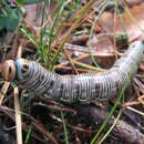 Image of Pine hawkmoth