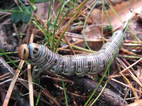 Image of Pine hawkmoth