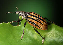 صورة Diaprepes abbreviatus (Linnaeus 1758)