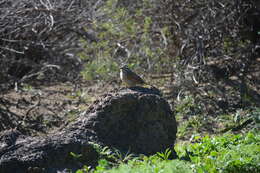 Image of Cape Bunting