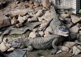 Image of Chinese alligator