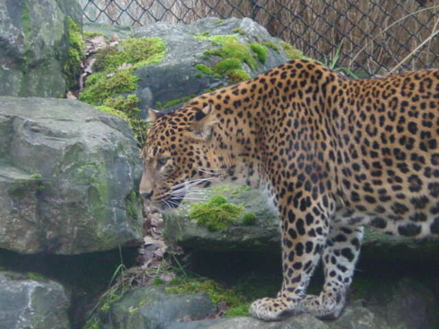 Imagem de Leopardo-indiano
