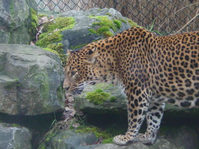 Image of Indian leopard