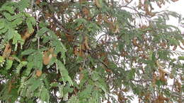 Image of tamarind