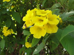 Image of Yellow bells