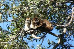 Image of Black Howler Monkey