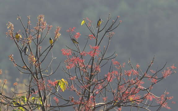 Image of Spot-winged Grosbeak