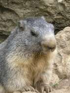 Image of Marmot