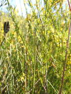 Image of Haemodorum tenuifolium A. Cunn. ex Benth.