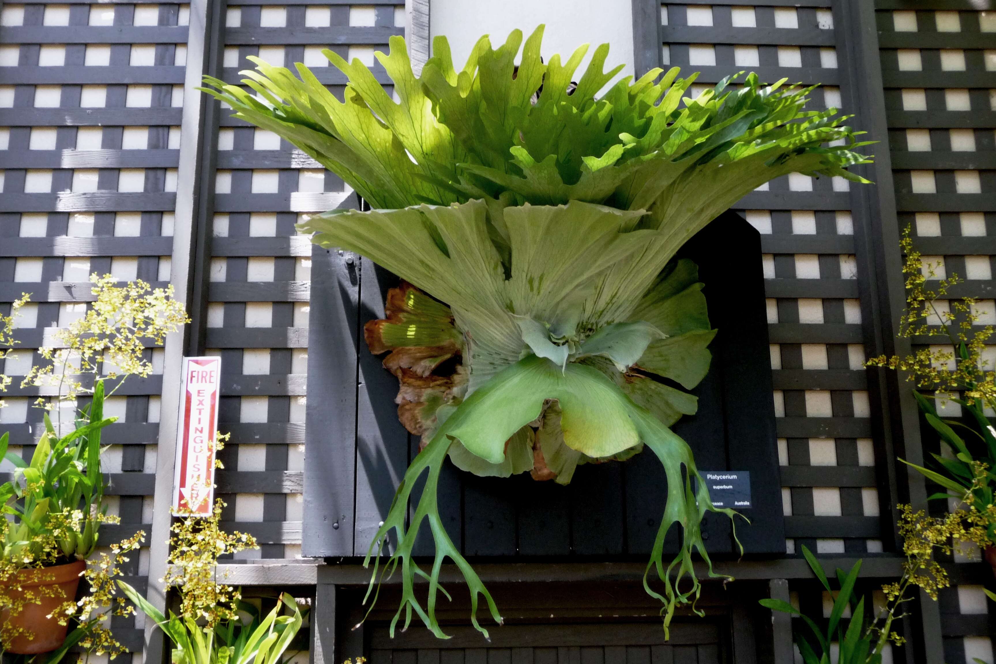 Image of staghorn fern