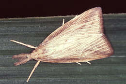 Image of Sugarcane borer moth