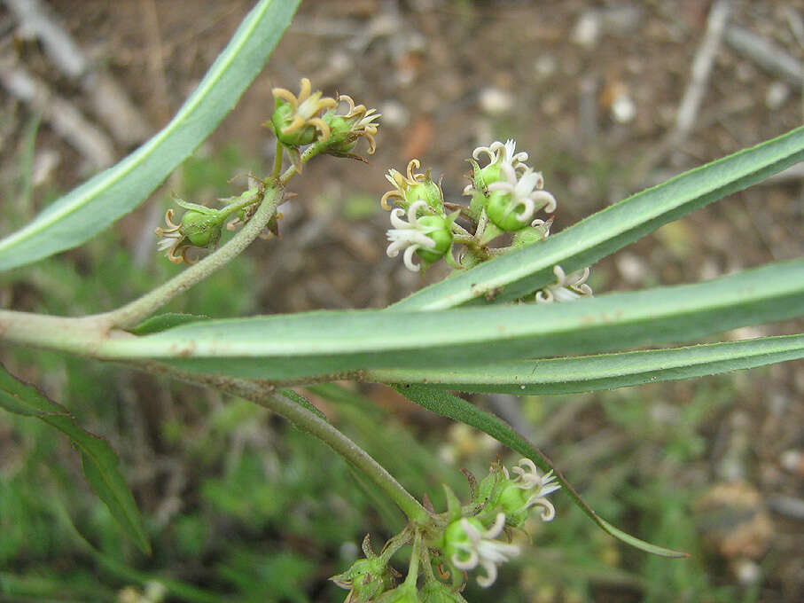 Image of Stenostelma capense Schltr.