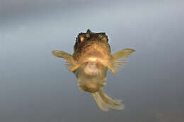 صورة Cyclopterus