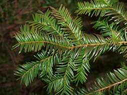 Image of English yew