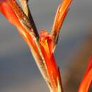 Image of Pitcairnia caricifolia Mart. ex Schult. & Schult. fil.