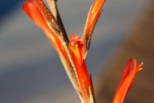 Image of Pitcairnia caricifolia Mart. ex Schult. & Schult. fil.