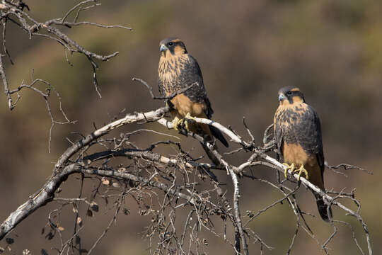 صورة Falco femoralis pichinchae Chapman 1925