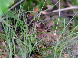 Image of Drimia uniflora J. C. Manning & Goldblatt