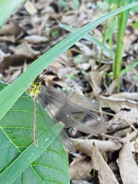 Image of Hagenomyia