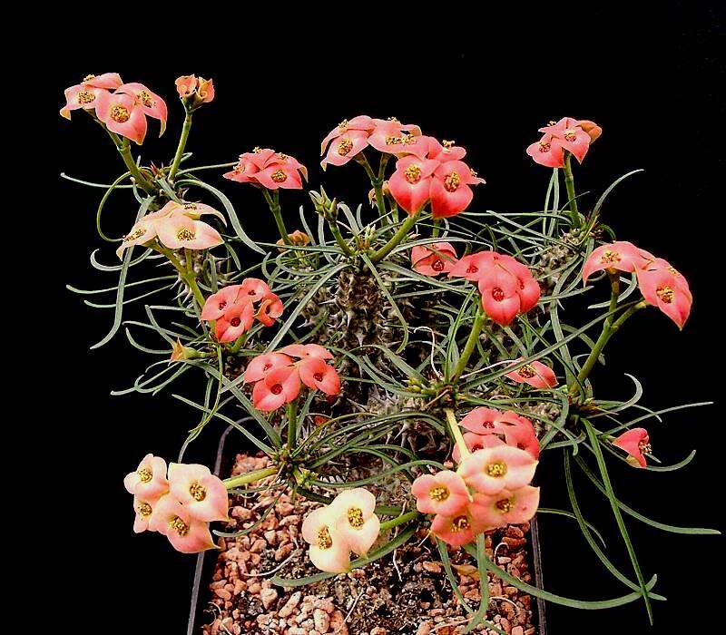 Image de Euphorbia gottlebei Rauh