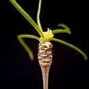 Image of Euphorbia hedyotoides N. E. Br.