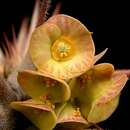 Imagem de Euphorbia hofstaetteri Rauh
