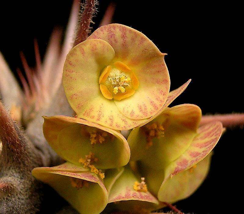 Sivun Euphorbia hofstaetteri Rauh kuva