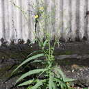 Image of Indian lettuce