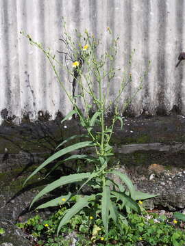 Imagem de Lactuca indica L.