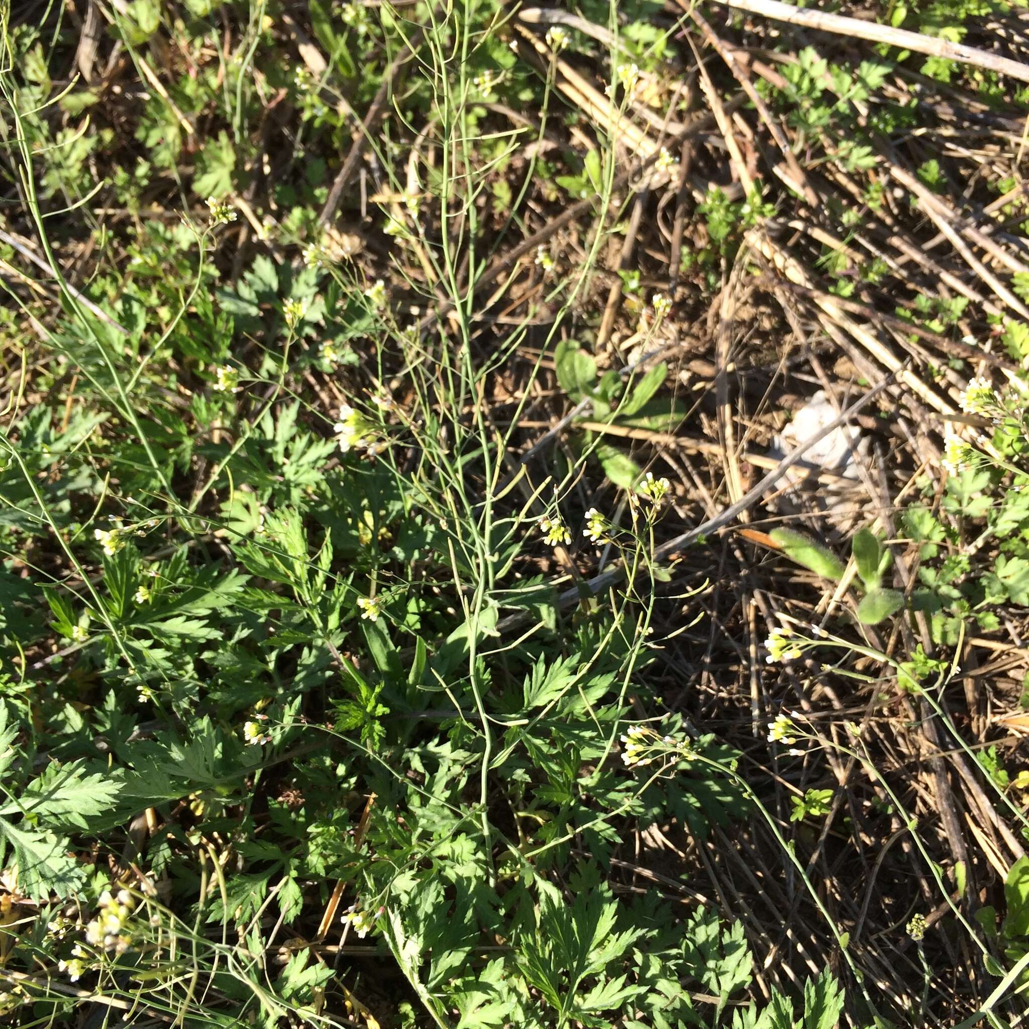 Image of Mouse-ear Cress