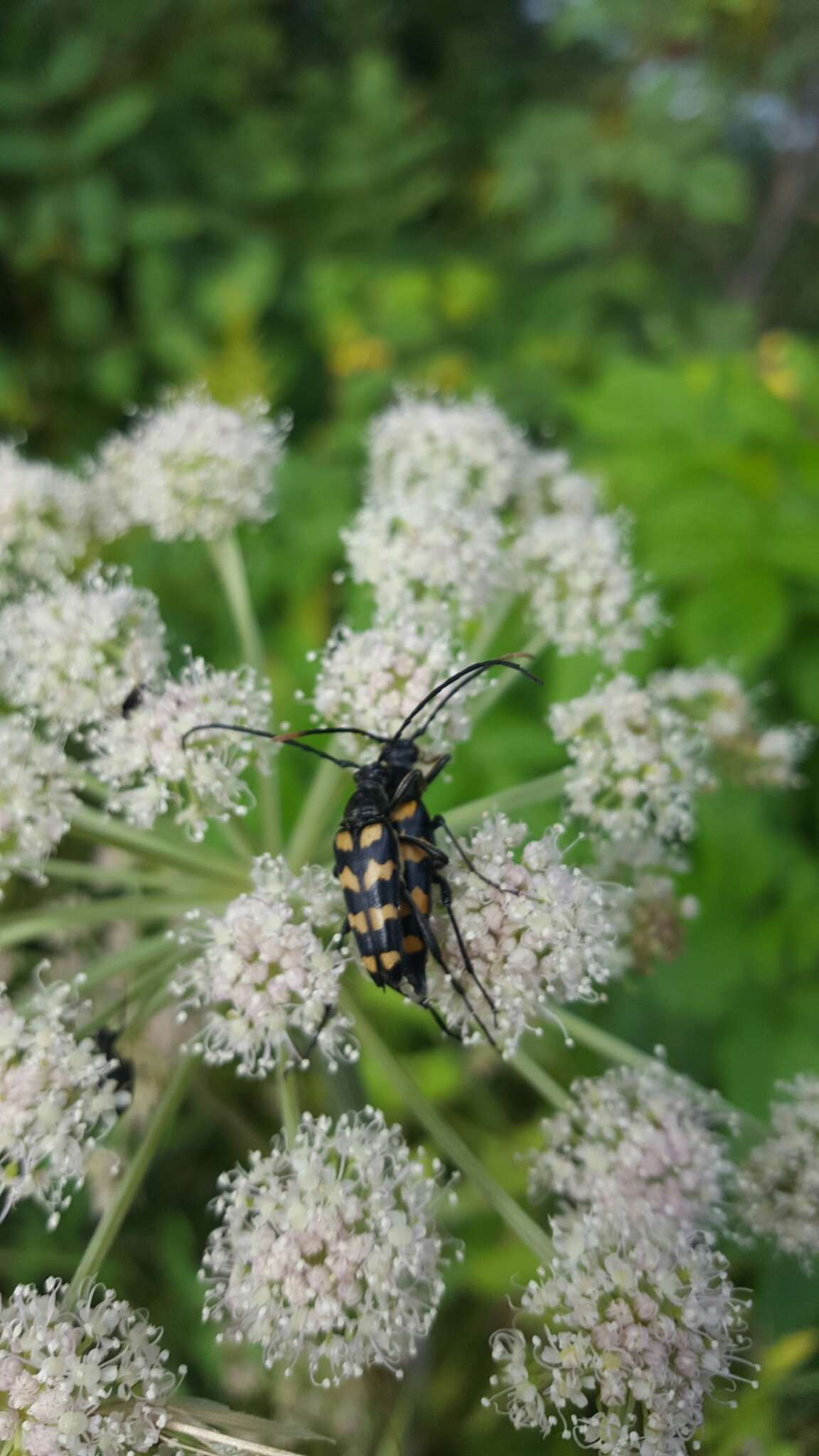 Image of Leptura quadrifasciata Linné 1758