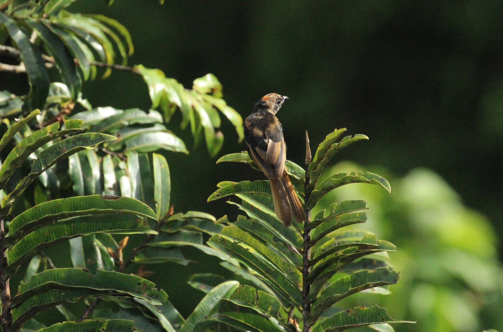 Image of Flame-crested Tanager