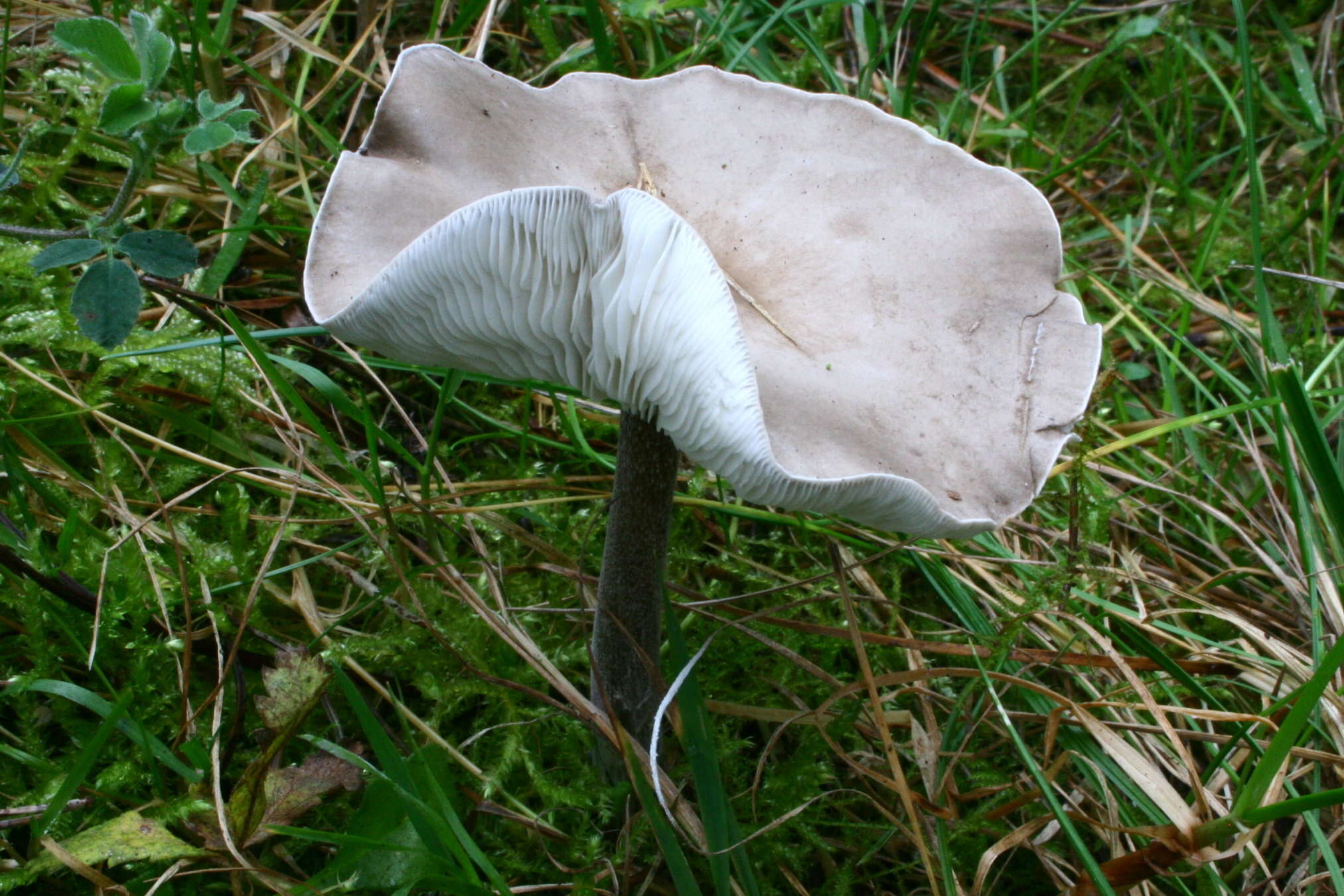 Image of Melanoleuca cognata (Fr.) Konrad & Maubl. 1927