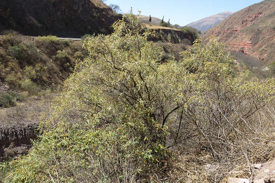 Sivun Buddleja tucumanensis Griseb. kuva