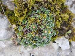 Image of Saxifraga marginata Sternb.