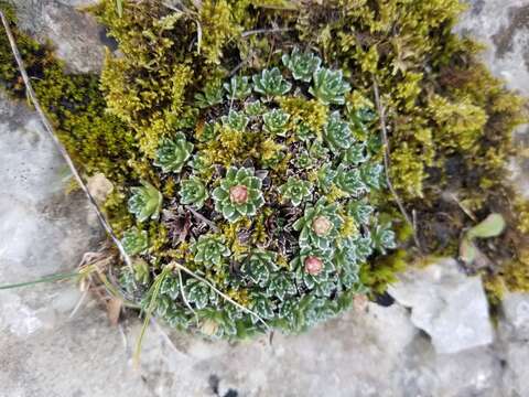 Sivun Saxifraga marginata Sternb. kuva