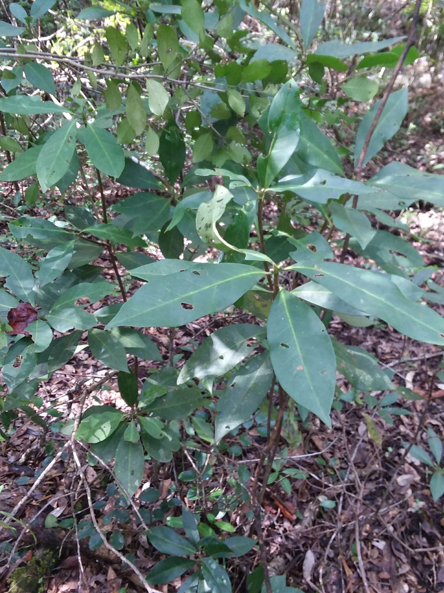 Image de Illicium floridanum Ellis