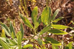 Image of Diplolophium buchananii (Benth. ex Oliv.) Norman