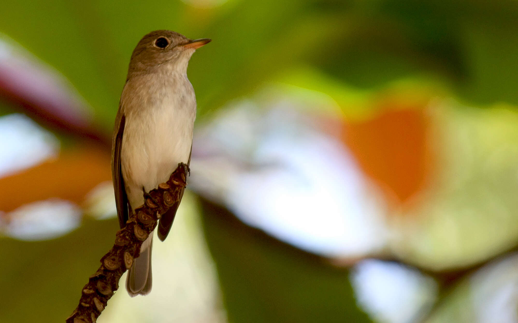 صورة Muscicapa dauurica Pallas 1811