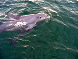 Image of Bottlenose Dolphin