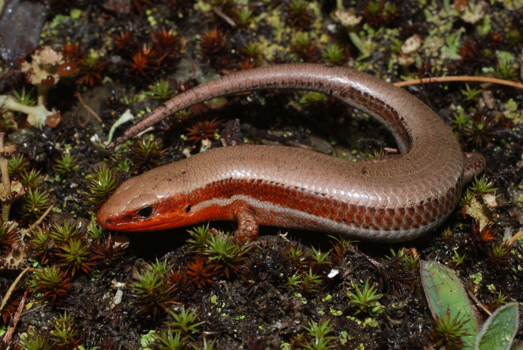 Image of Coal Skink